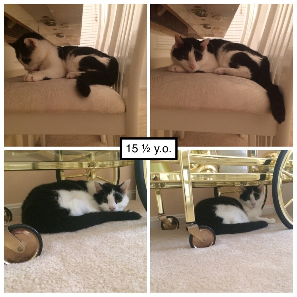 Pandy-Poo, my fur angel: 9/1/2003 - 11/11/2019😢😭 - Picture 4 of 8
